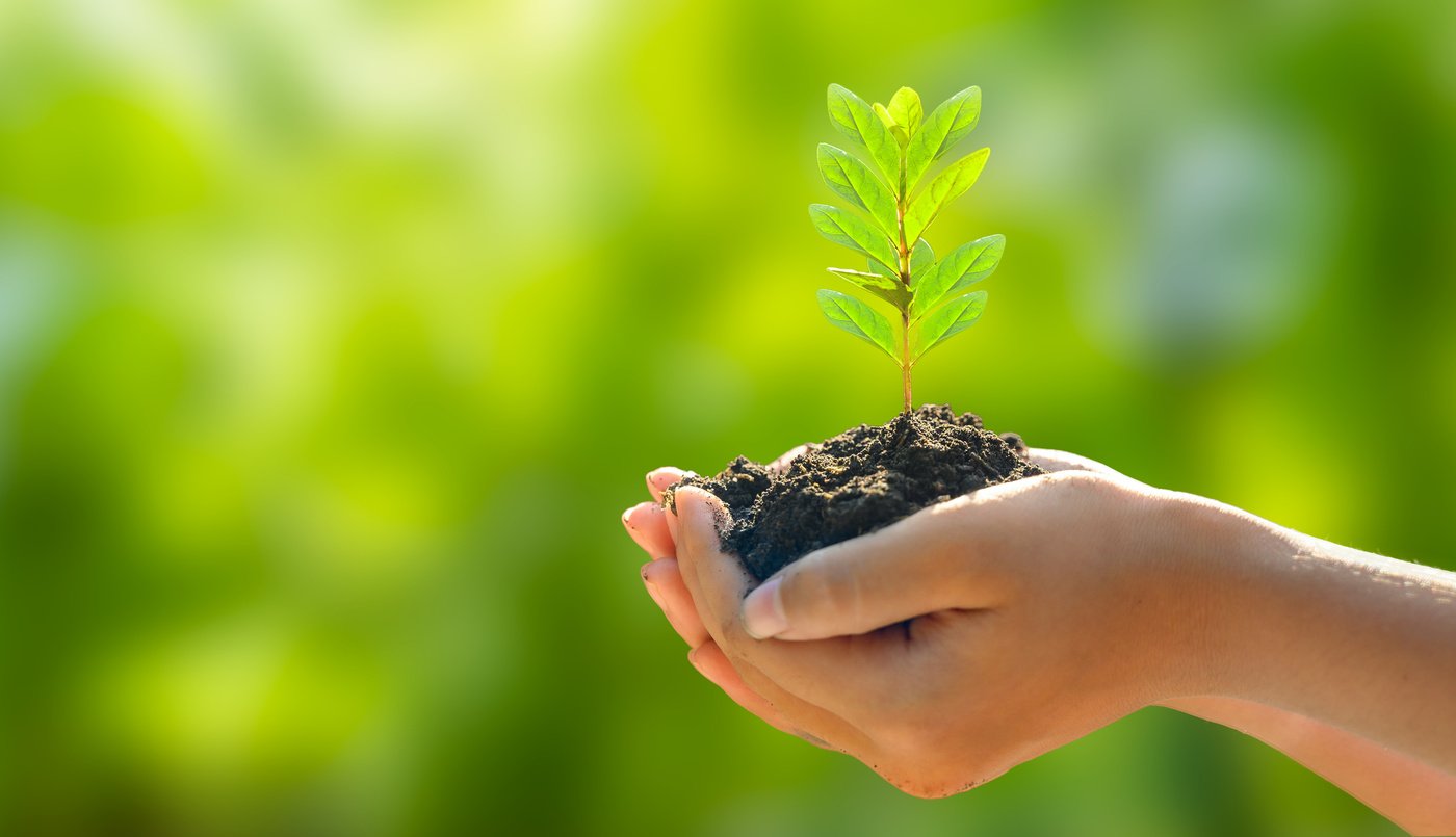 environment Earth Day In the hands of trees growing seedlings. Bokeh green Background Female hand holding tree on nature field grass Forest conservation concept